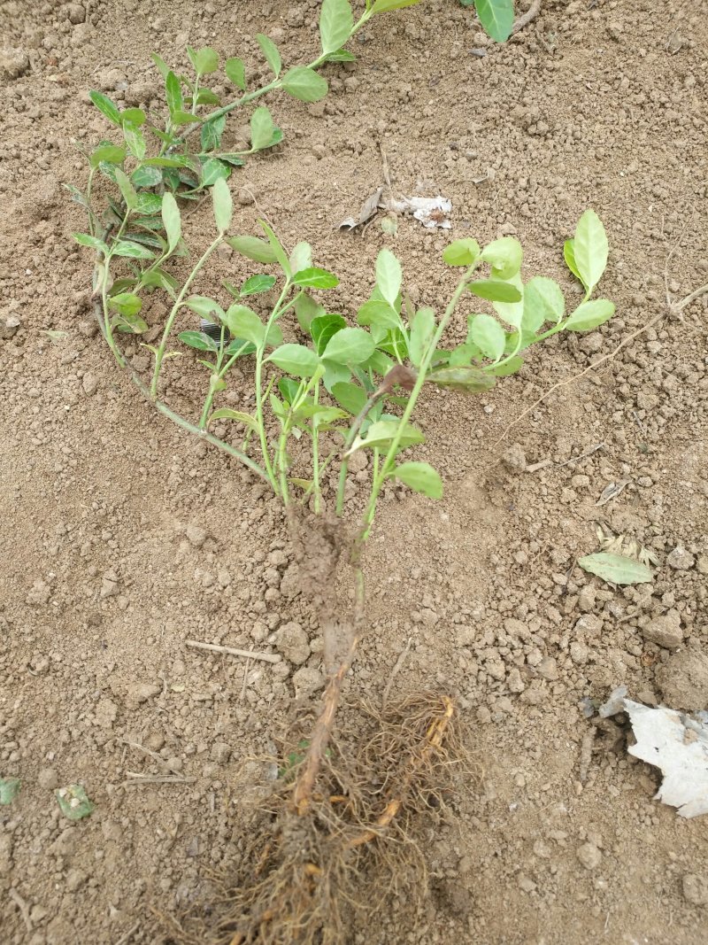 小叶扶芳藤耐寒耐干燥