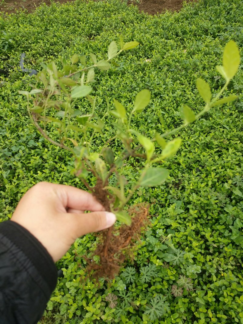 小叶扶芳藤耐寒耐干燥