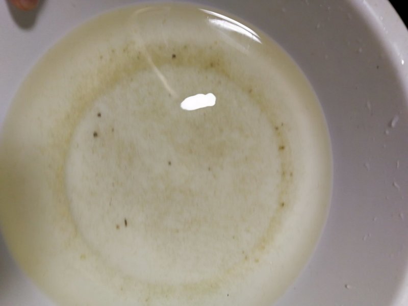 红鲫鱼黄尾密鯝（黄尾子）