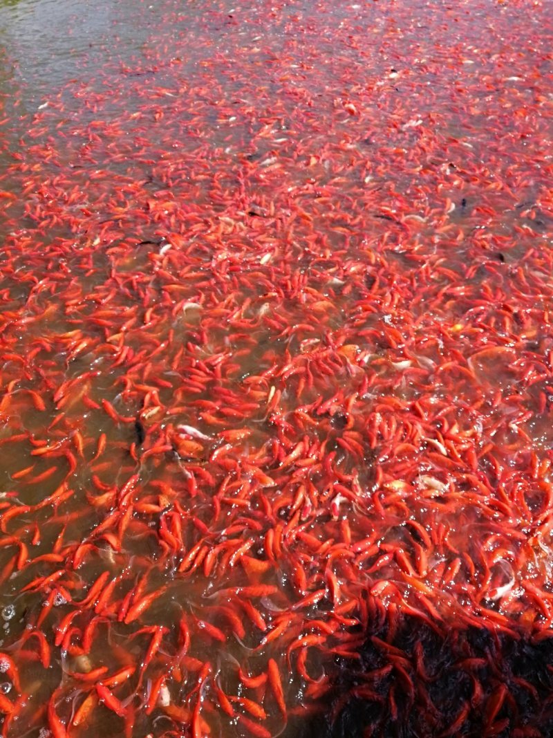 红鲫鱼黄尾密鯝（黄尾子）