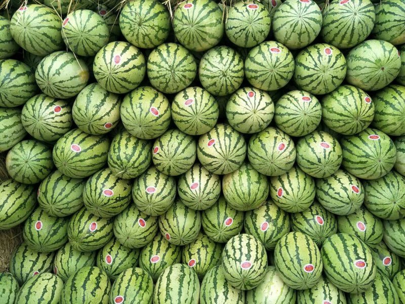 陕西西瓜，直生苗金城5号西瓜，金城5号西瓜大量供应