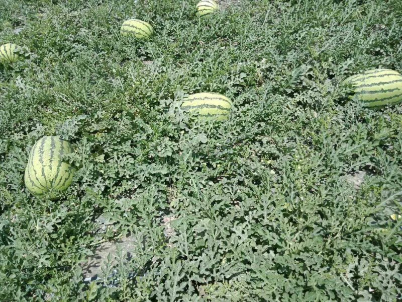 陕西西瓜，直生苗金城5号西瓜，金城5号西瓜大量供应