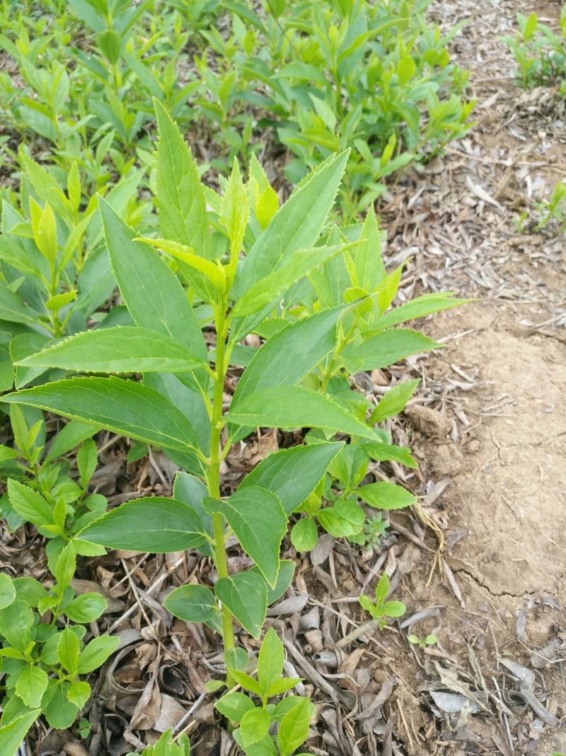黄老虎也称连翘
