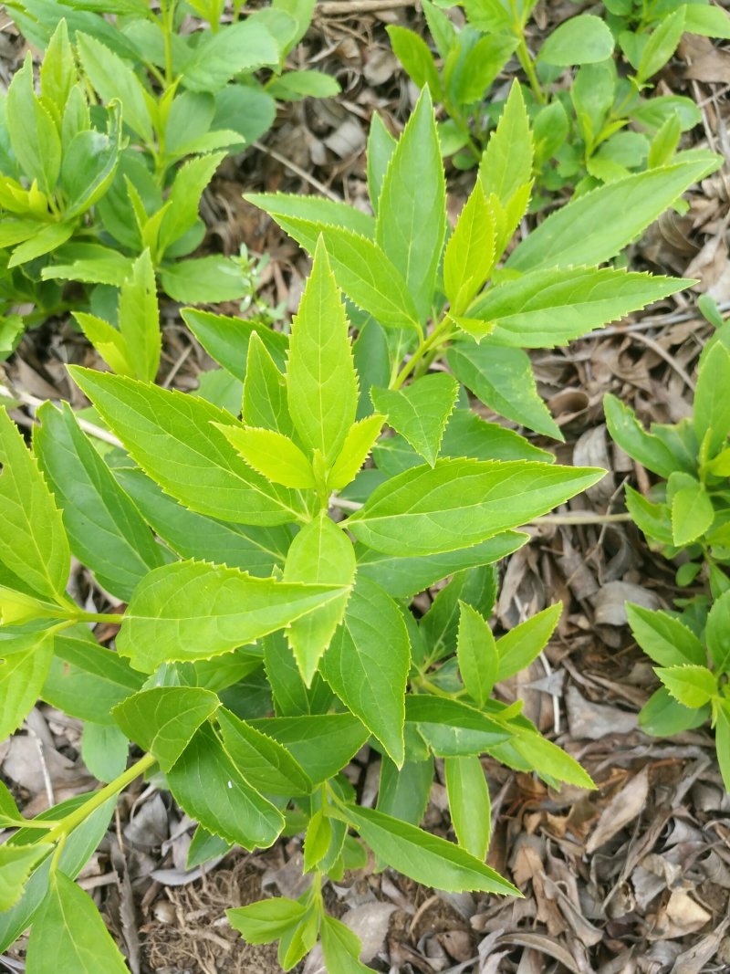 黄老虎也称连翘