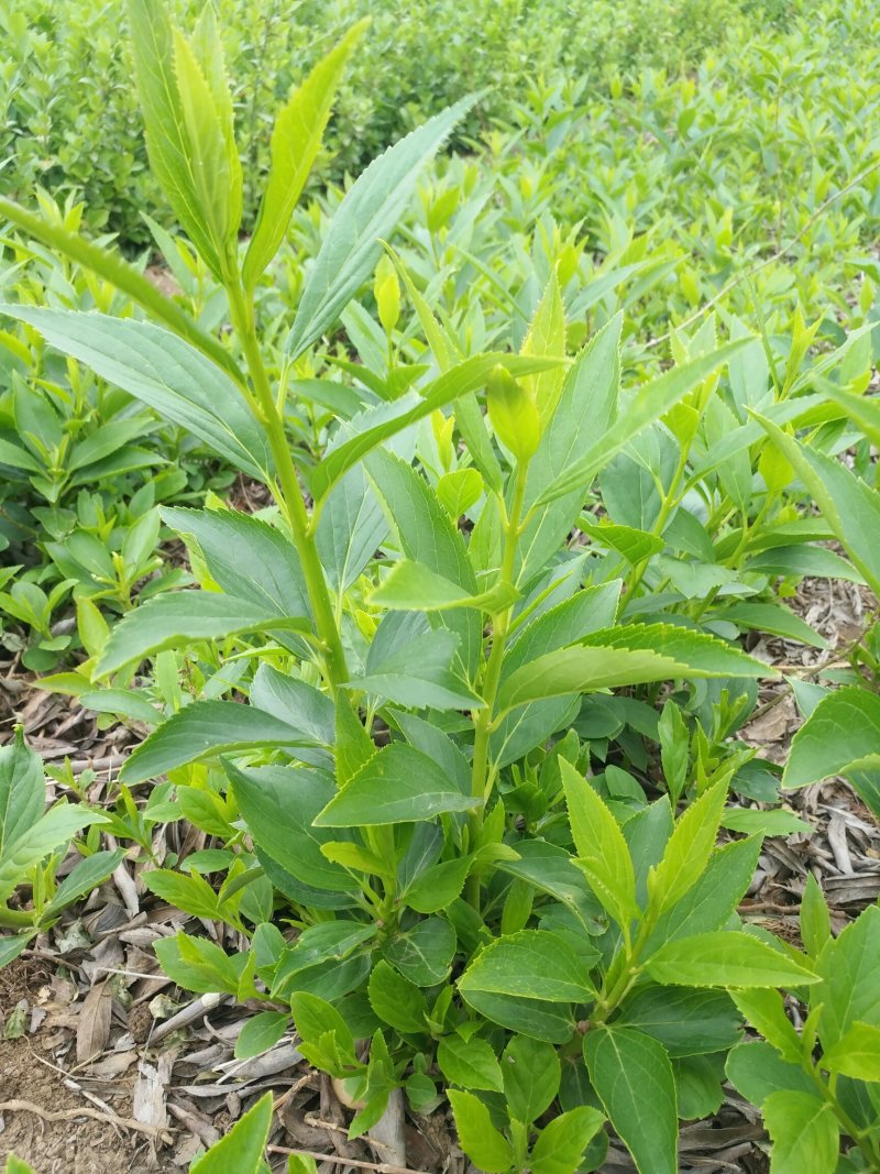 黄老虎也称连翘