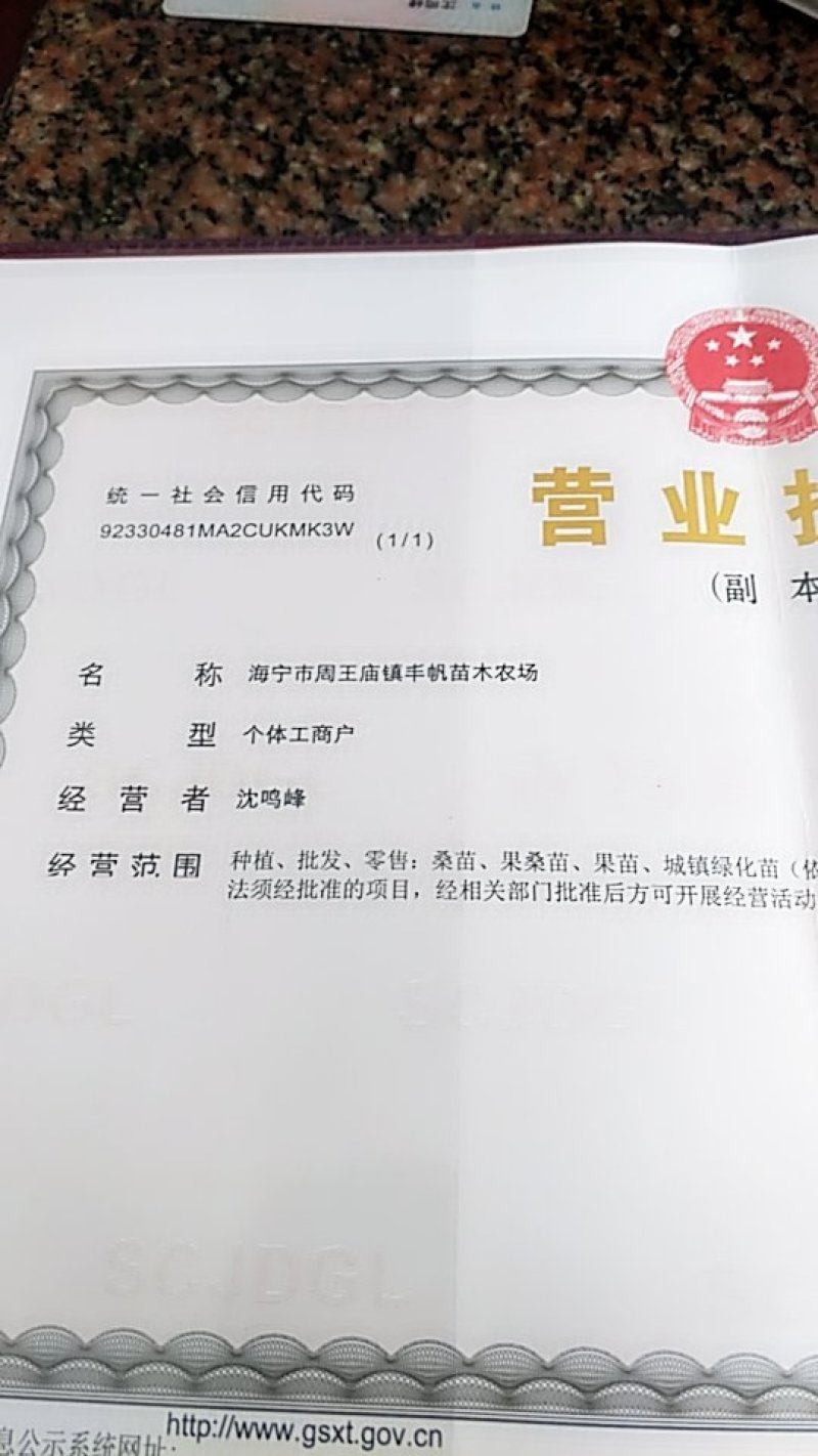 养蚕大叶桑强桑1号现已大量出售（基地现挖发货）