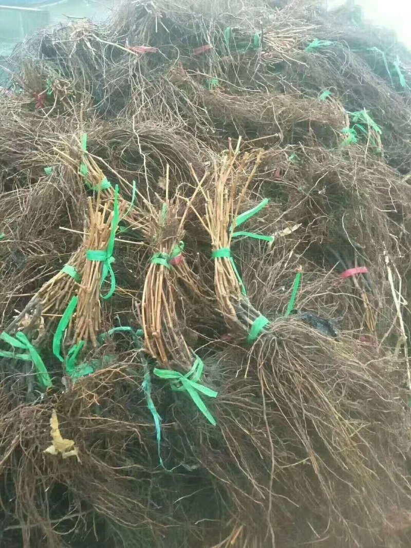 东北抗寒高产贝达葡萄苗