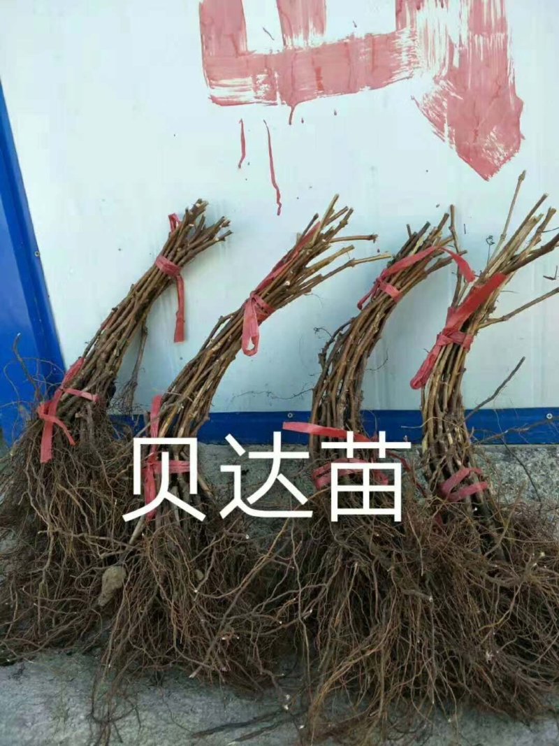 东北抗寒高产贝达葡萄苗