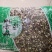 益母草河北新干货量大从优欢迎选购