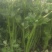 大量供应西芹