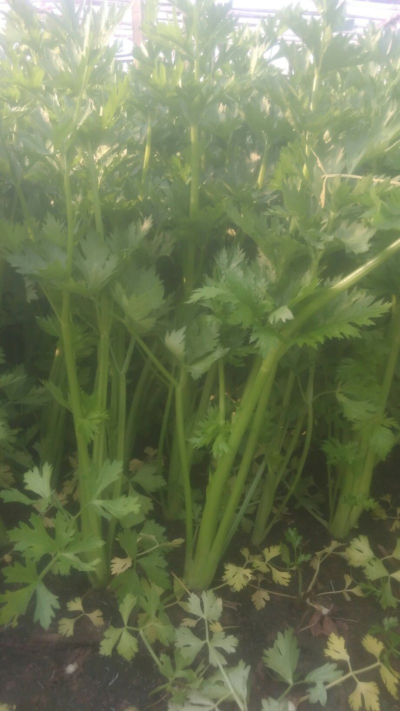 大量供应西芹
