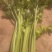 大量供应西芹