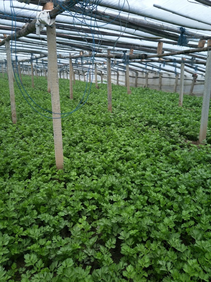 大量供应西芹