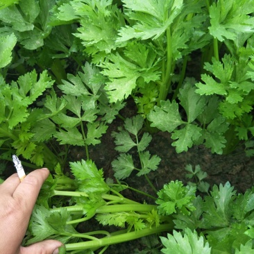 大量供应西芹