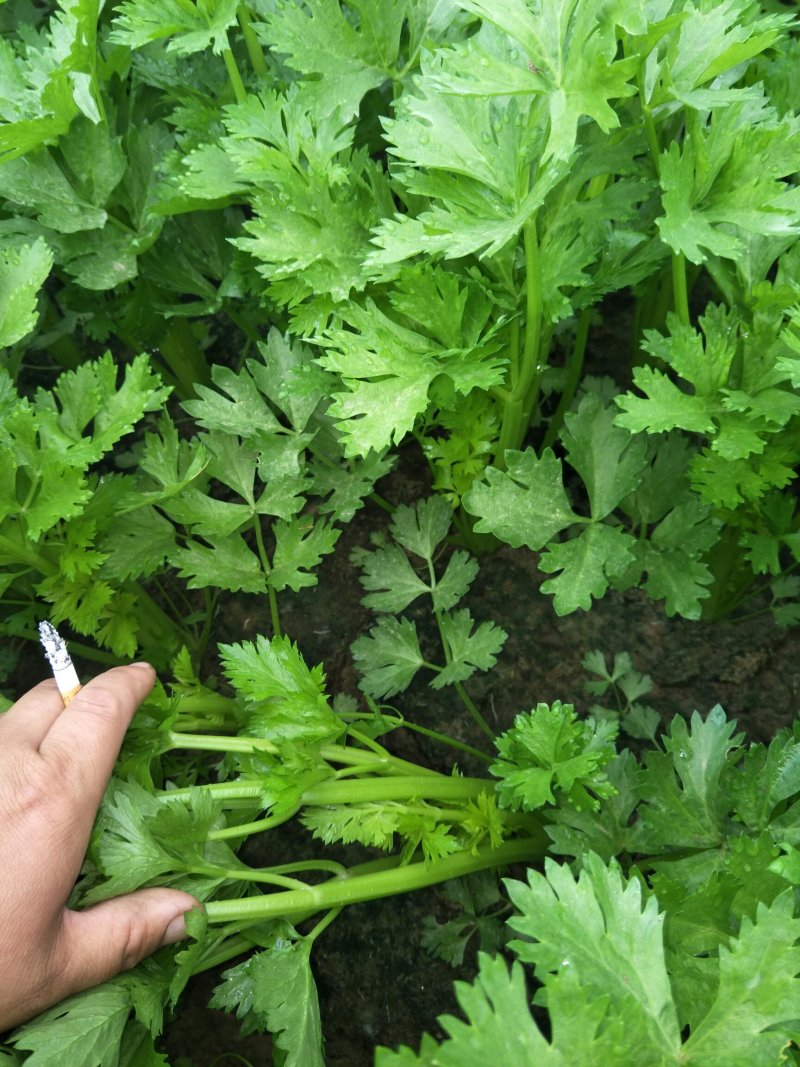大量供应西芹