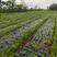 公司100亩蔓荆子订单种植，供应江西正品单叶蔓荆子苗