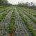 公司100亩蔓荆子订单种植，供应江西正品单叶蔓荆子苗