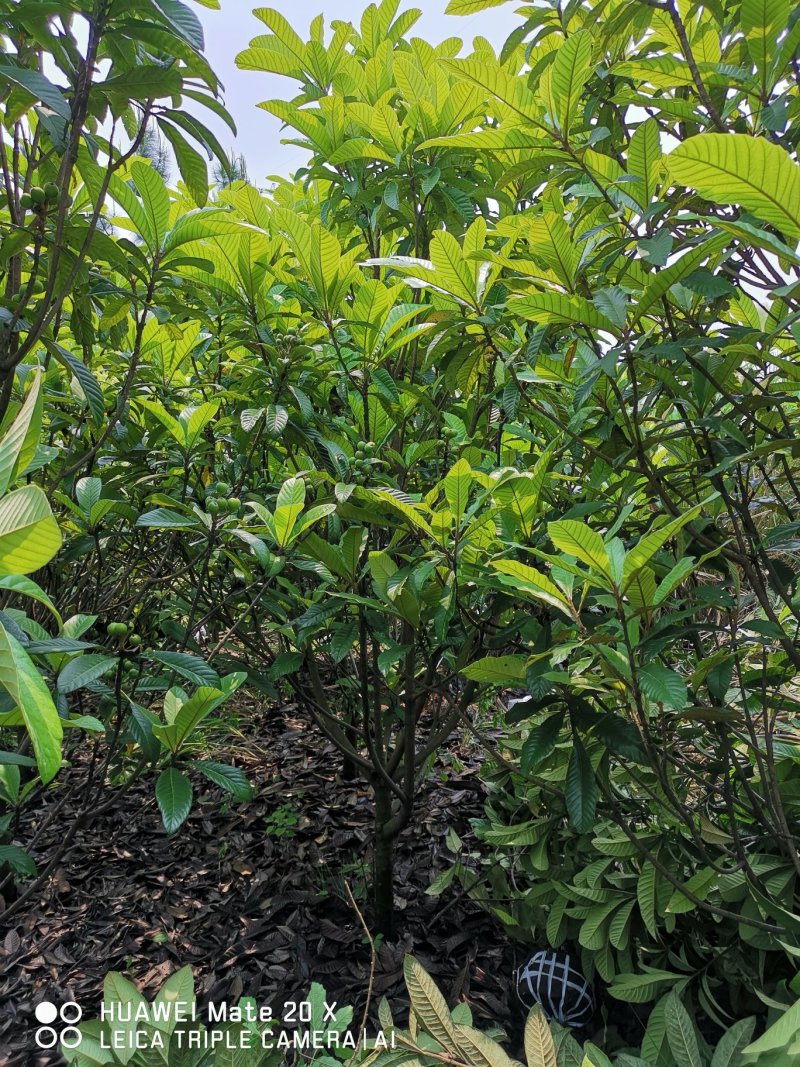 枇杷树
