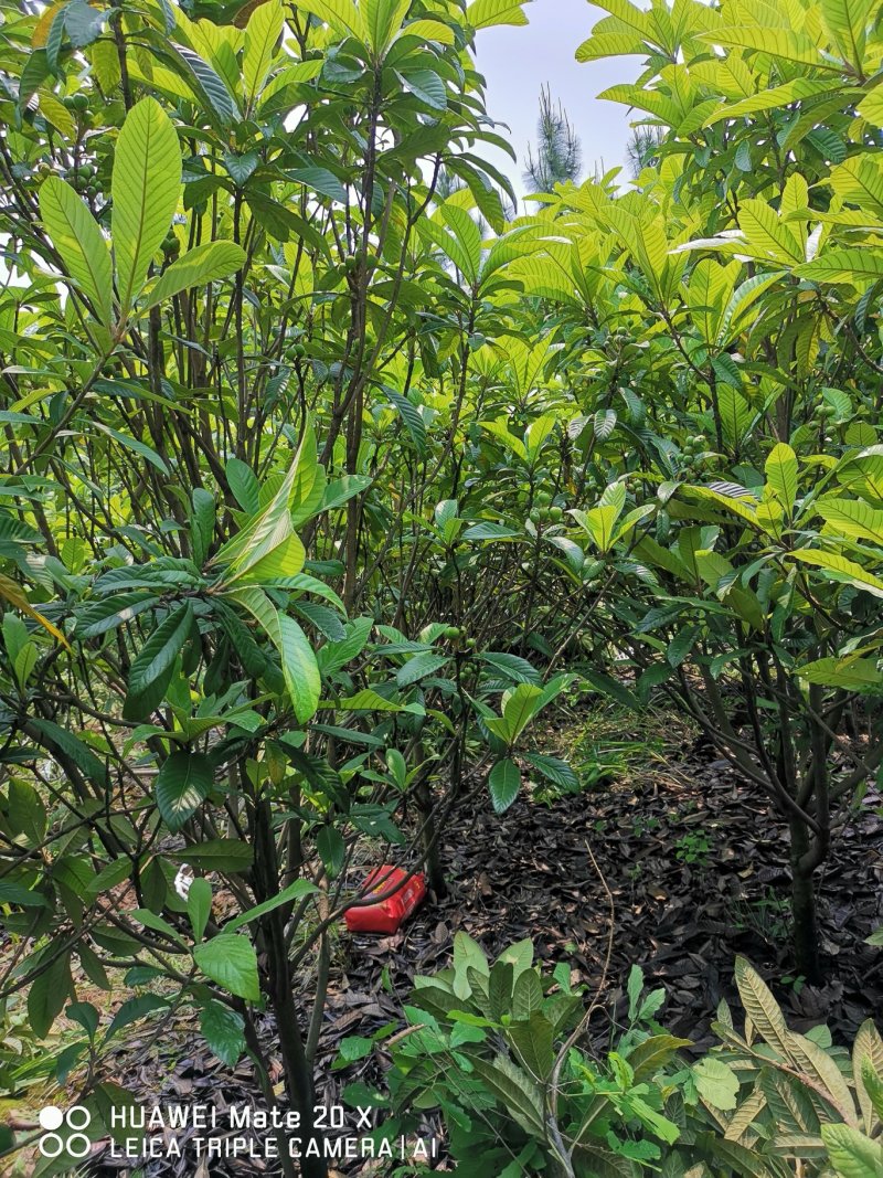 枇杷树