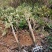 枇杷树