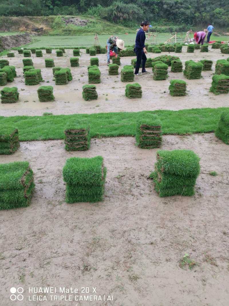 马尼拉草卷