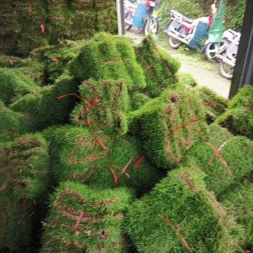马尼拉草卷