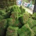 马尼拉草卷