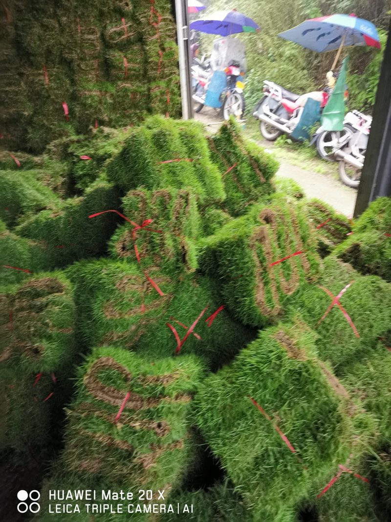 马尼拉草卷