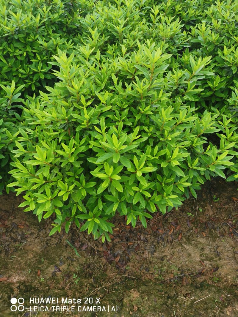 杜鹃球