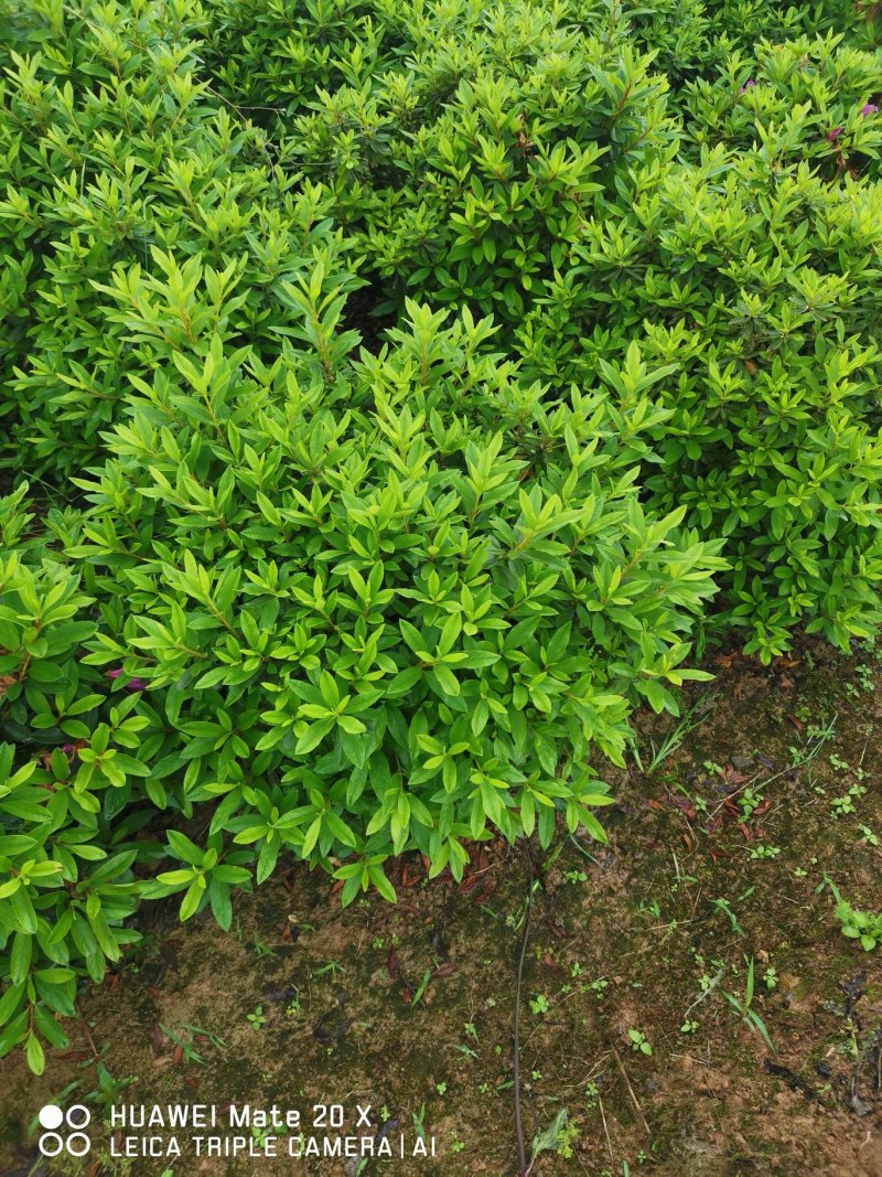杜鹃球