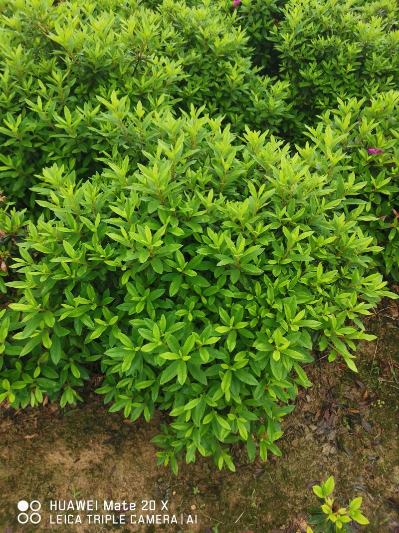杜鹃球