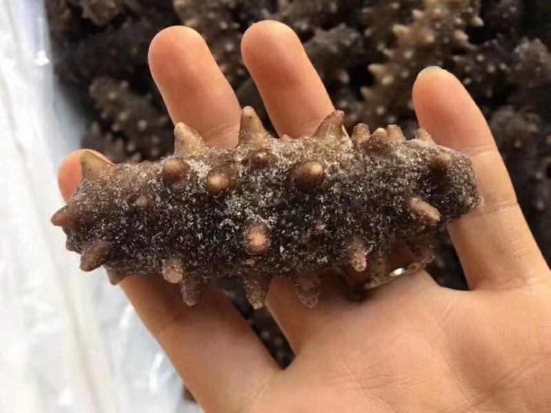 即食海参