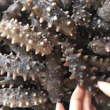 即食海参