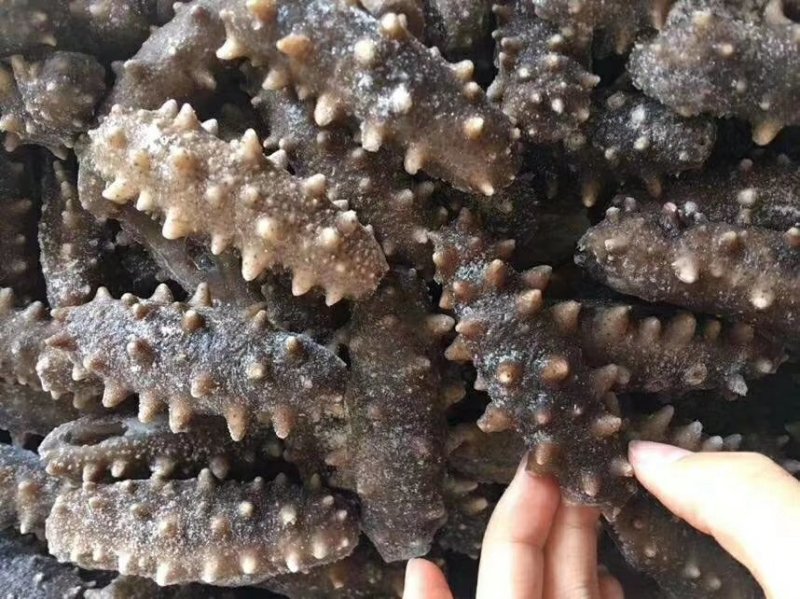 即食海参