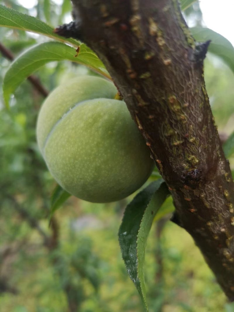 四月李蜂糖李