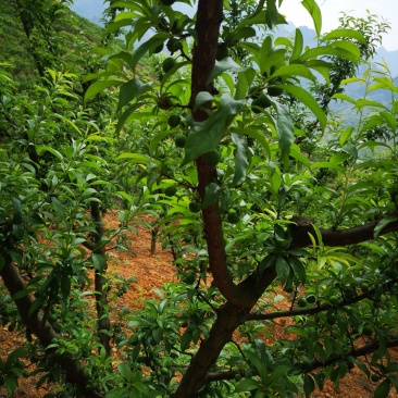 四月李蜂糖李