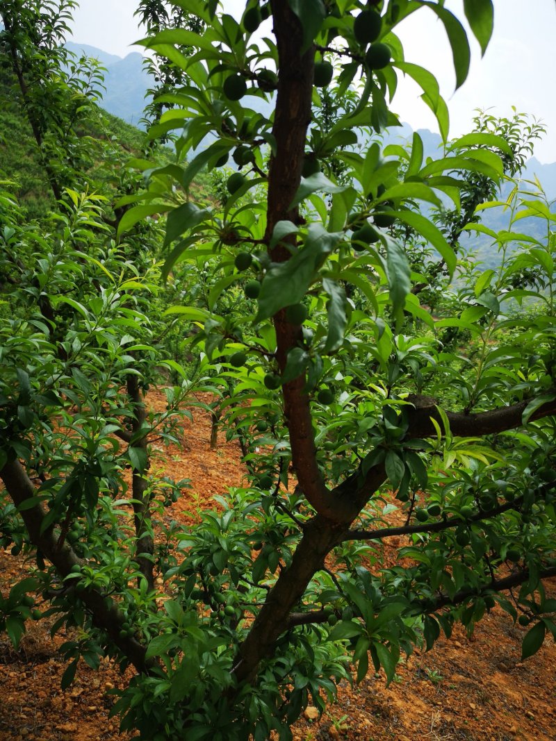 四月李蜂糖李