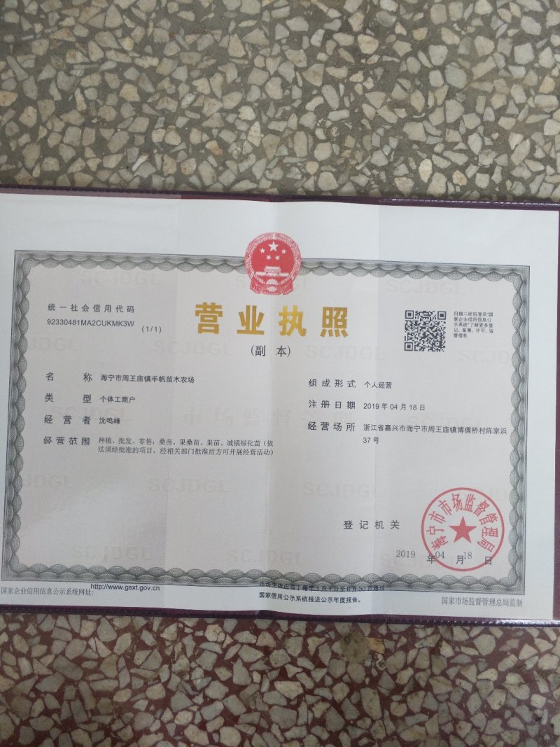大白珍珠果桑南北方都可种植（基地直供现挖发货）