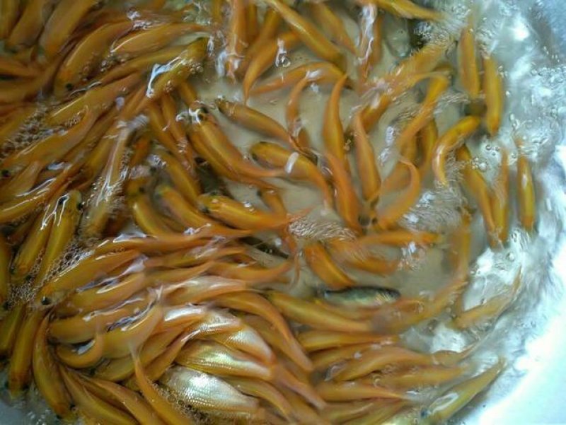 金草鱼/俄罗斯金丝草鱼苗/肉质鲜嫩生长快价值高自产自销