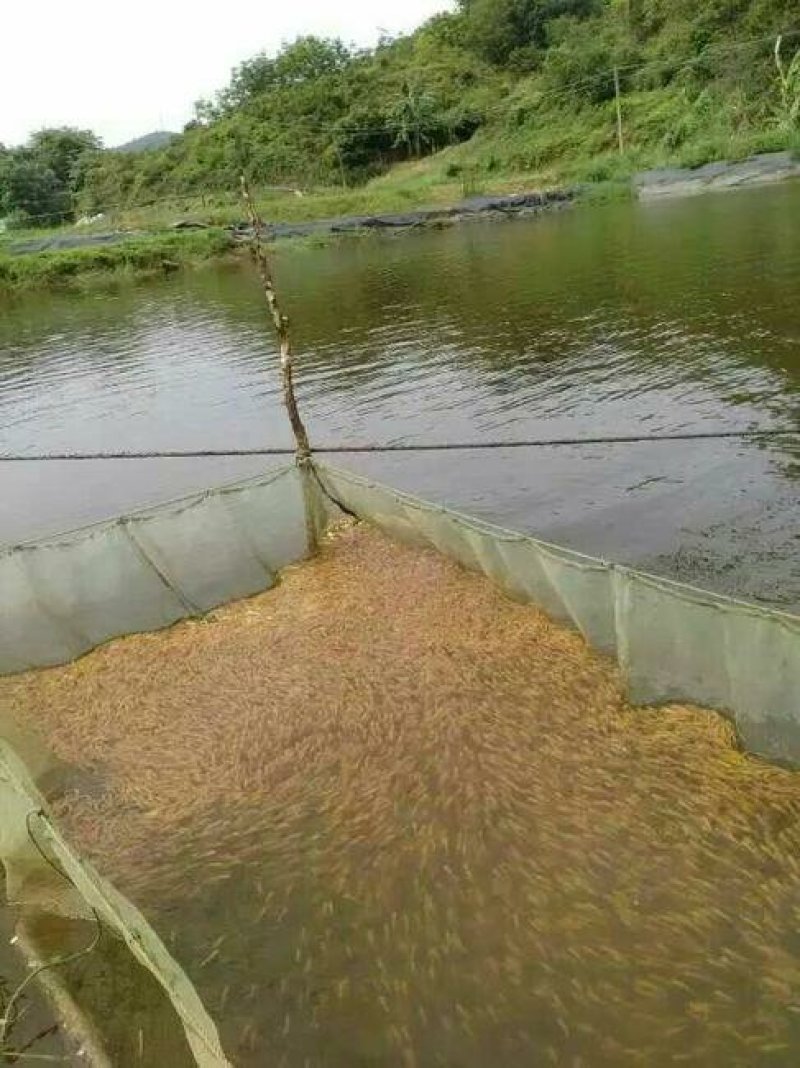 金草鱼/俄罗斯金丝草鱼苗/肉质鲜嫩生长快价值高自产自销