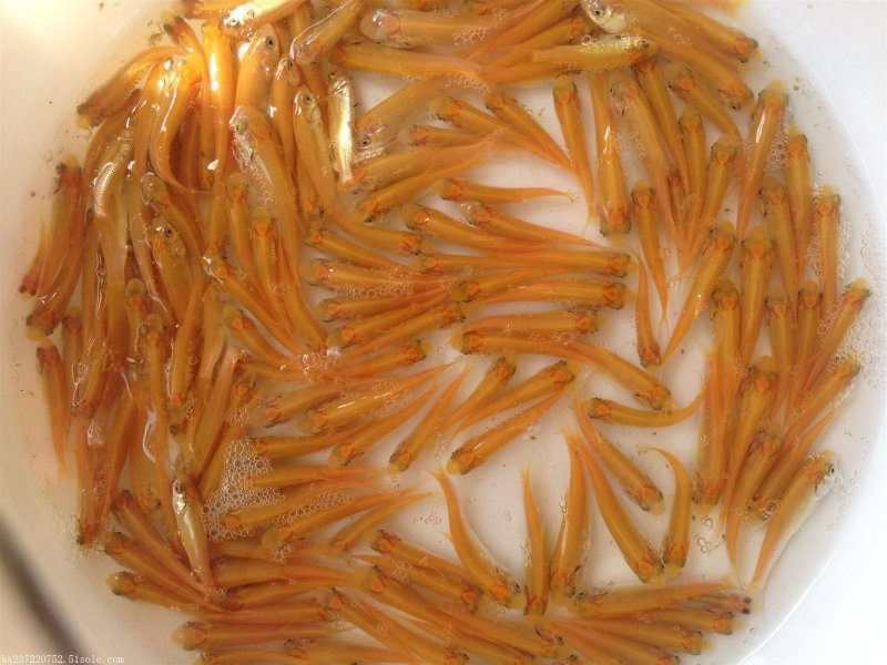 金草鱼/俄罗斯金丝草鱼苗/肉质鲜嫩生长快价值高自产自销