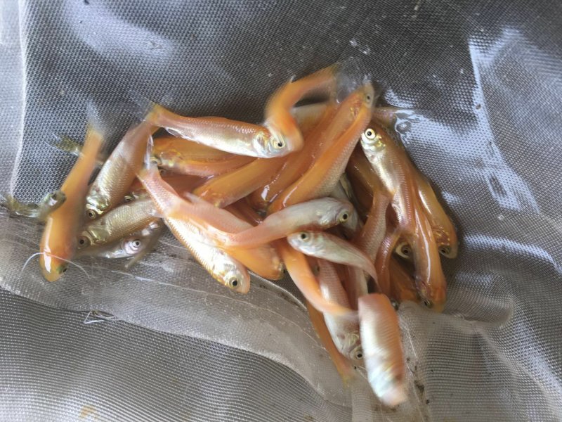 金草鱼/俄罗斯金丝草鱼苗/肉质鲜嫩生长快价值高自产自销