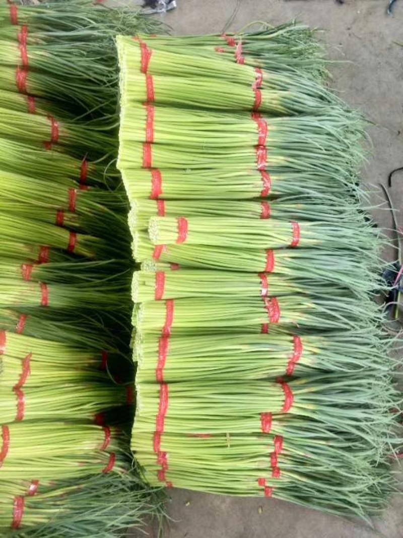 邳州市红帽蒜苔现在大量上市了