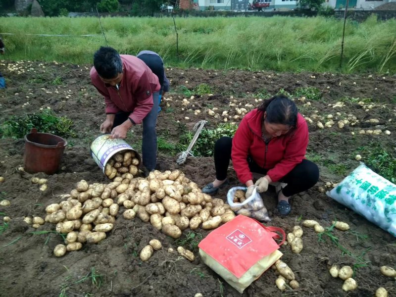 沃土土豆2026年鲜土豆，3两以上不封顶，产地直供：现货
