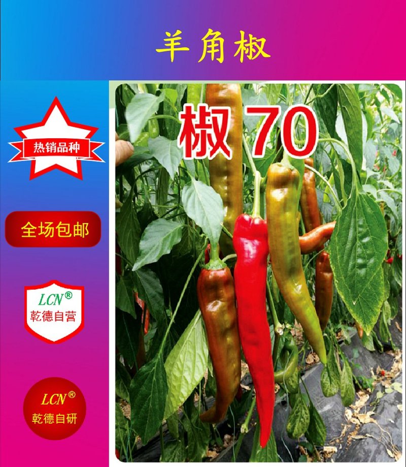 【包邮】乾德70辣椒黄皮尖椒口感香辣