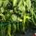 【包邮】乾德70辣椒黄皮尖椒口感香辣