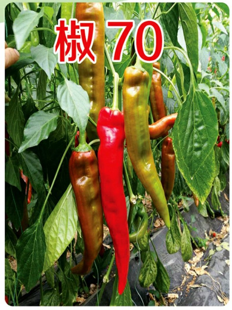 【包邮】乾德70辣椒黄皮尖椒口感香辣