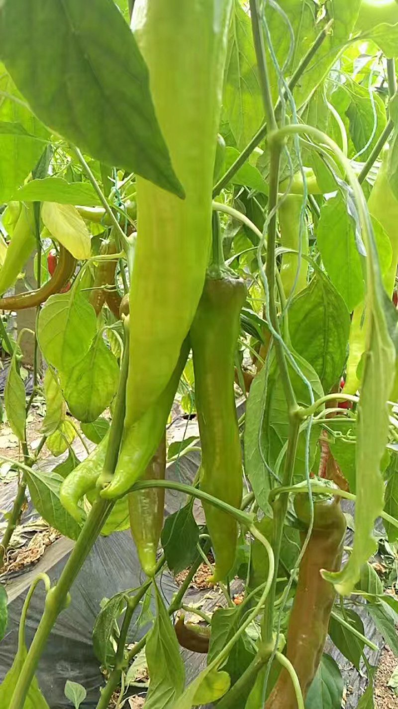 【包邮】乾德70辣椒黄皮尖椒口感香辣