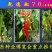 【包邮】乾德70辣椒黄皮尖椒口感香辣