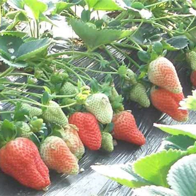 红颜草莓苗章姬草莓